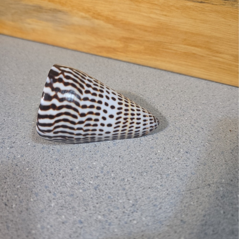 Vintage Conus Litteratus Cone Seashell Hawaii Coast 1990, 3 Inch - Picture 3 of 6